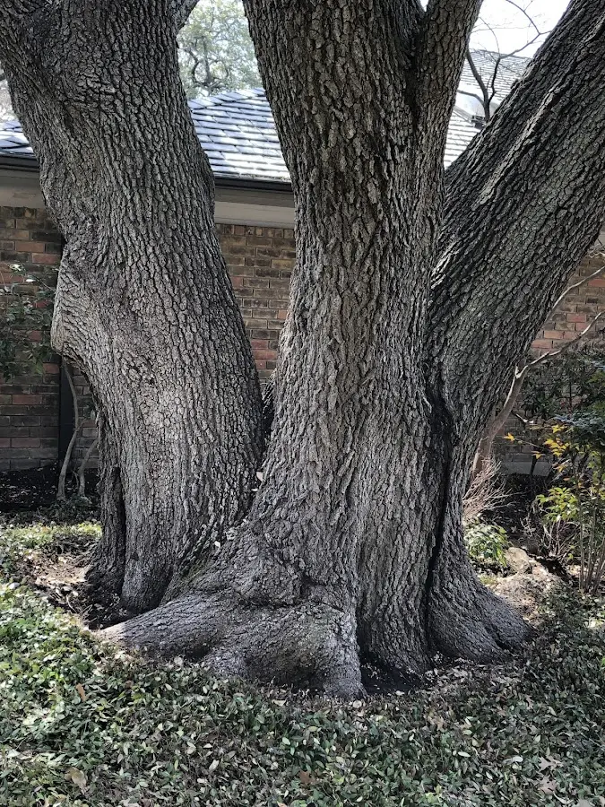 Mature heritage tree close to a Eden property cared for by certified arborists